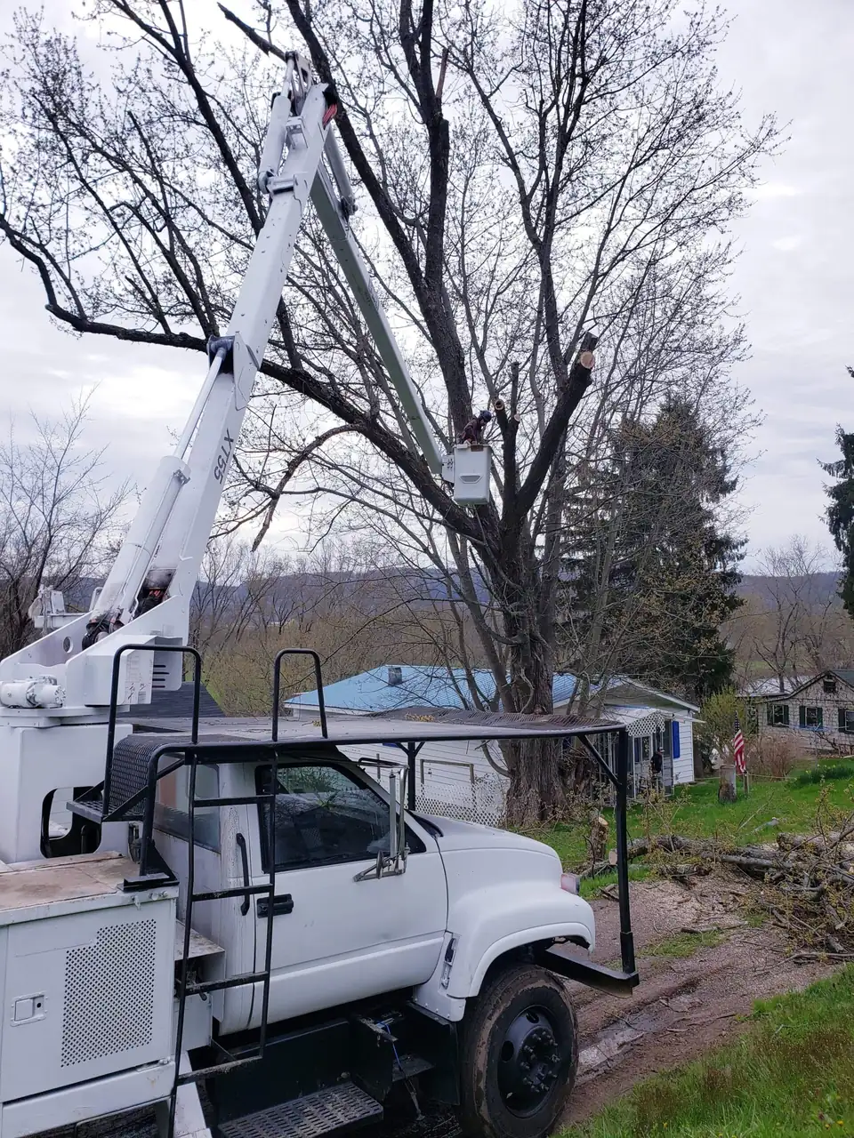 White bucket truck with its boom raised into a large tree on a hillside property