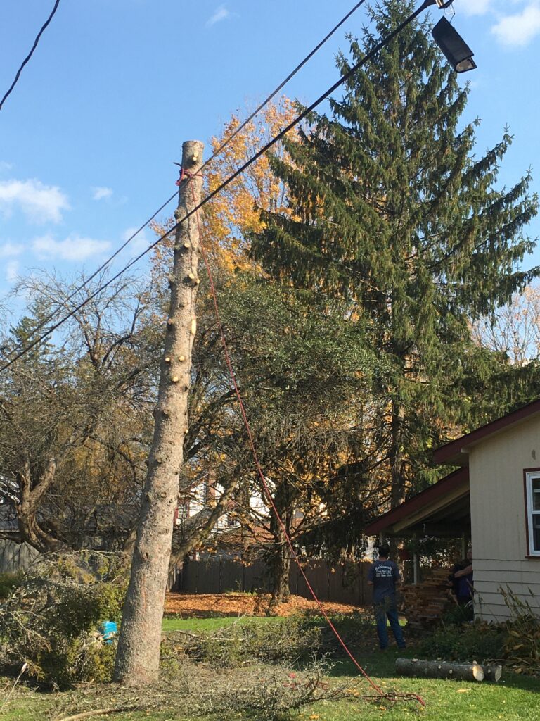 Home A Plus Tree Service LLC